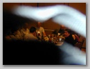 Thumbnail image for /Images/Gallery/Reunion/2006/Banquets/Web/68.jpg